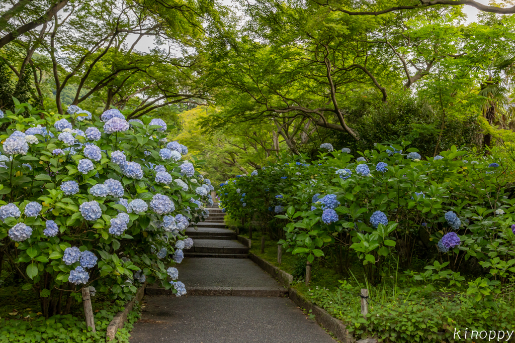 久安寺 アジサイ 5