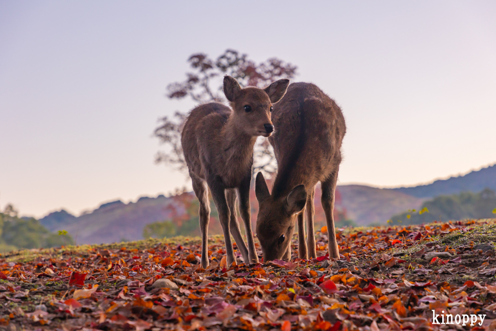 奈良公園 6