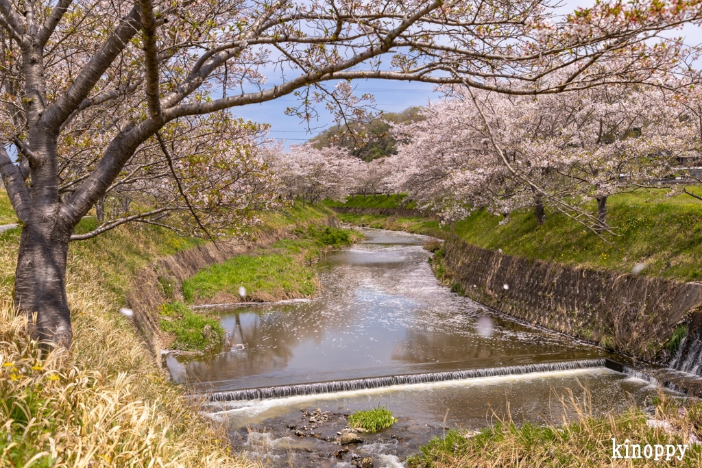 北谷川 桜並木