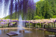 白井大町藤公園 3