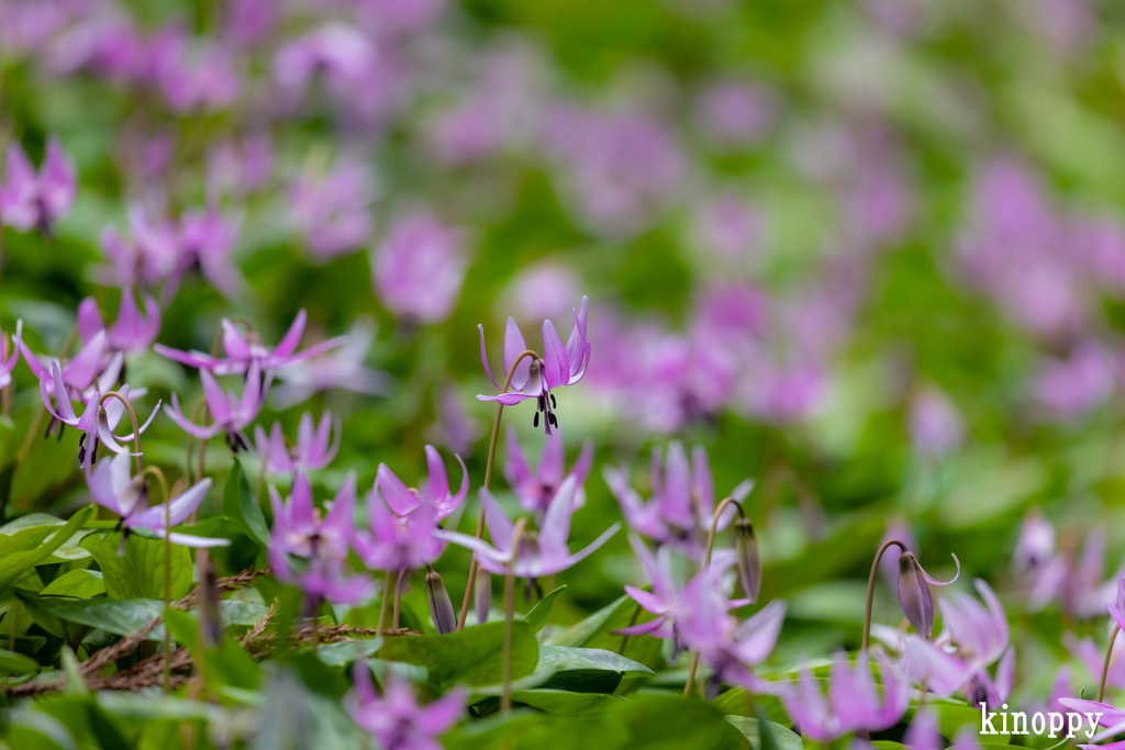 カタクリの花