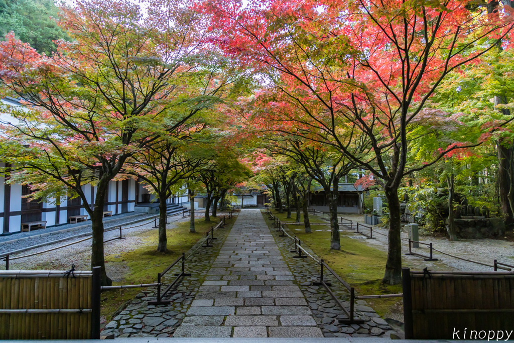 呑山観音寺 紅葉 3