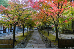 呑山観音寺 紅葉 3