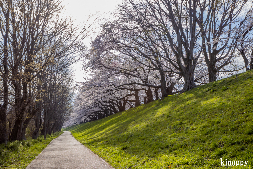 淀川河川公園 背割堤 桜並木 7