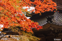 高源寺 紅葉 13
