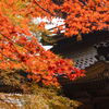 高源寺 紅葉 13