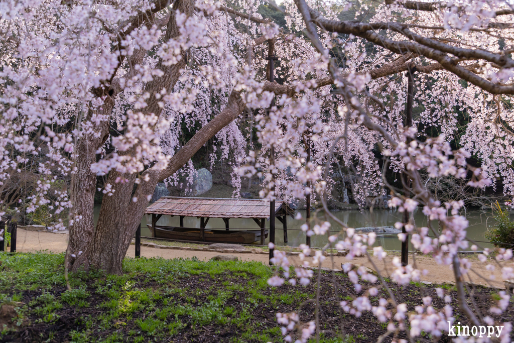 曹源寺 しだれ桜 5