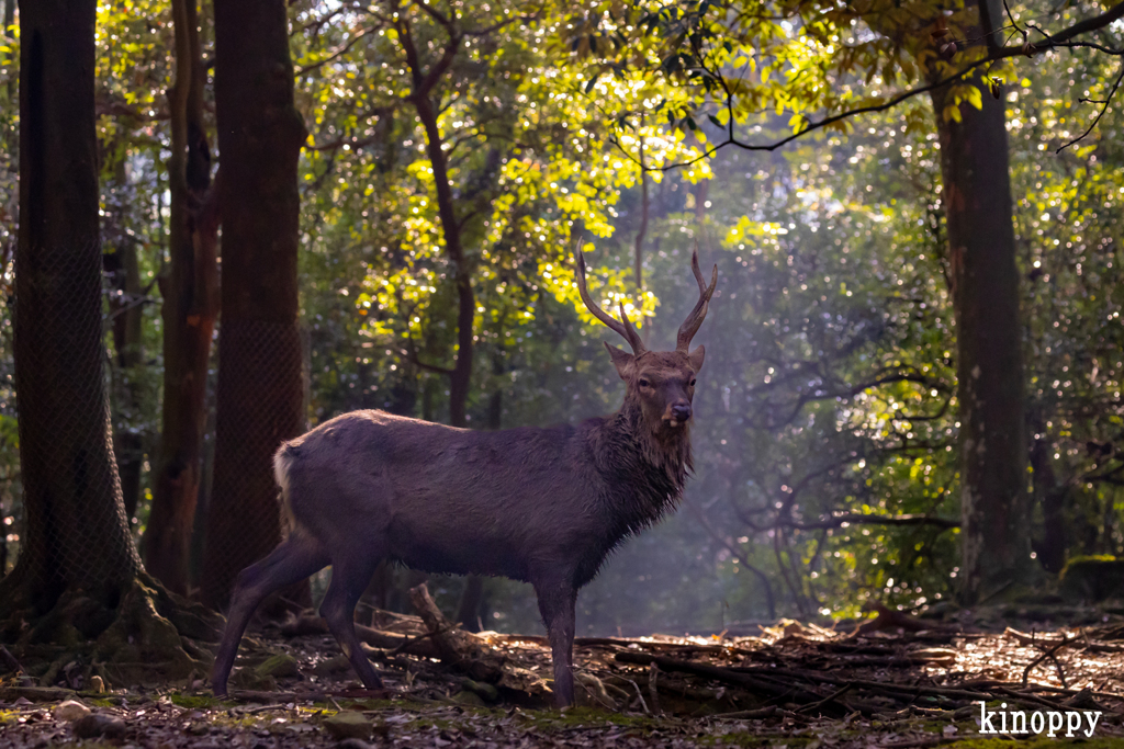 奈良公園の朝 14