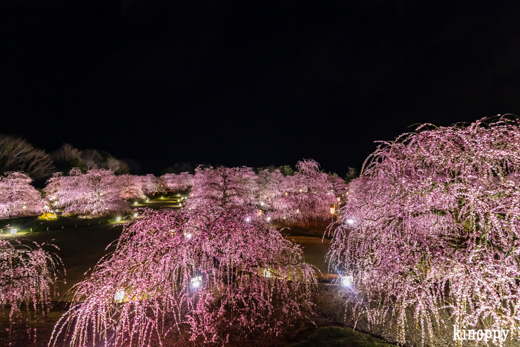 鈴鹿の森庭園 ライトアップ 5