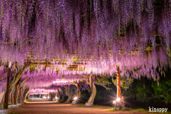 岡山和気藤公園 ライトアップ 2