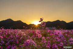 馬場 コスモス畑 4