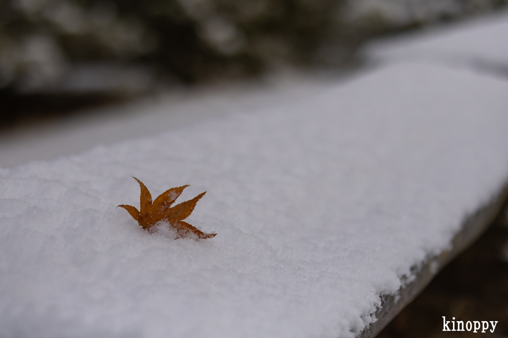 高源寺 雪景色 12