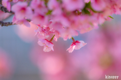 西郷川河口公園 河津桜 3