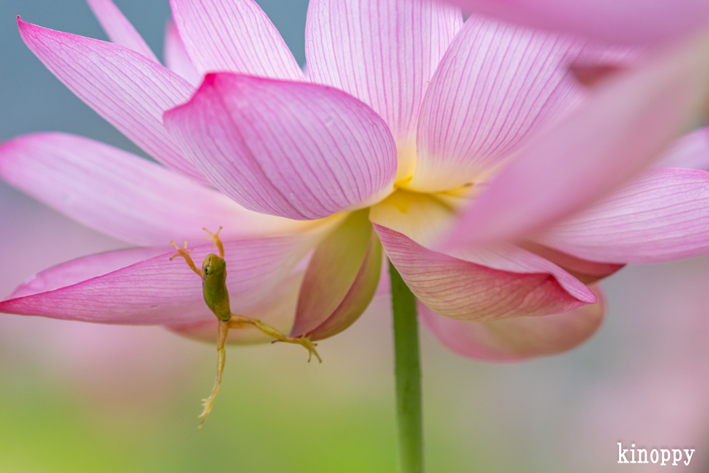 ヤマサ蒲鉾 蓮の花苑 18