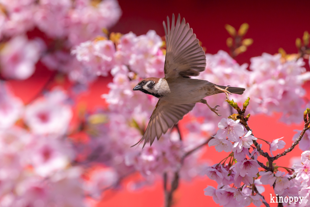 河津桜 スズメ 3