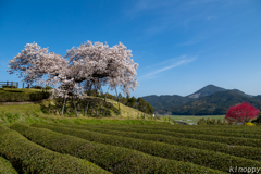 納戸料 百年桜