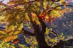 高崎山自然動物園 紅葉