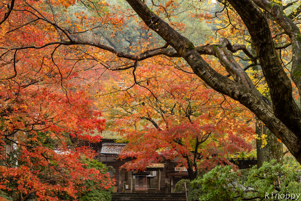 大興善寺 紅葉 4