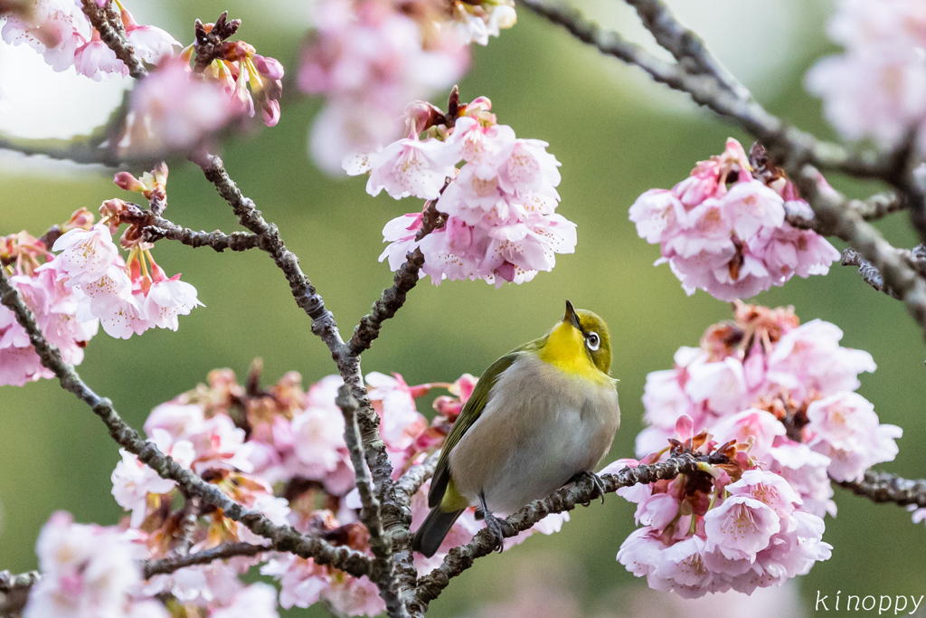 鎮国寺 熱海桜 メジロ