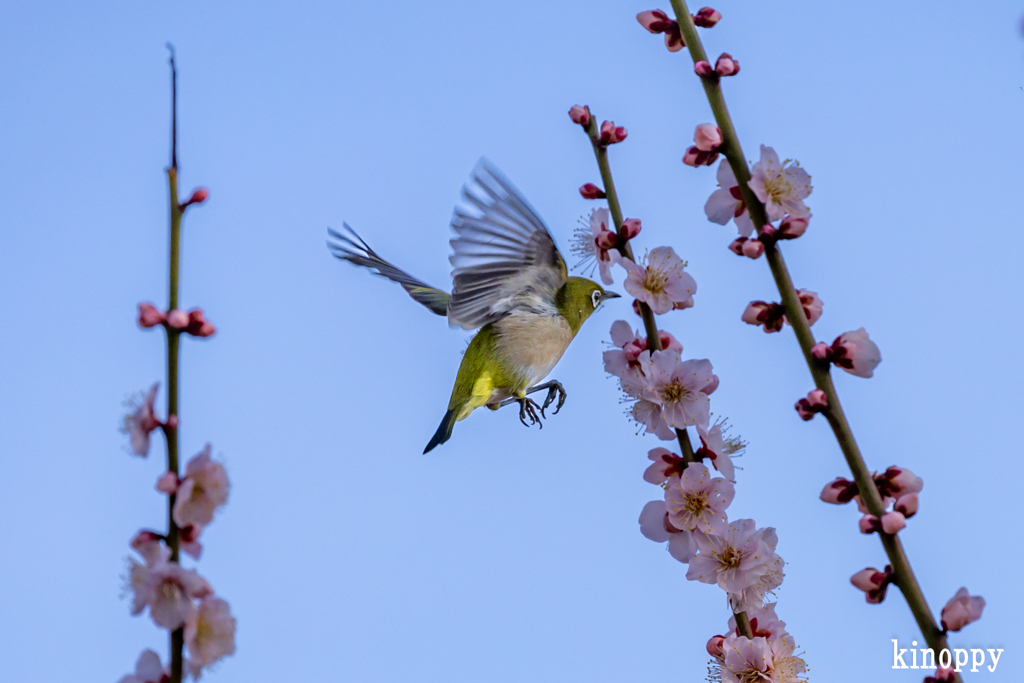 梅とメジロ 3
