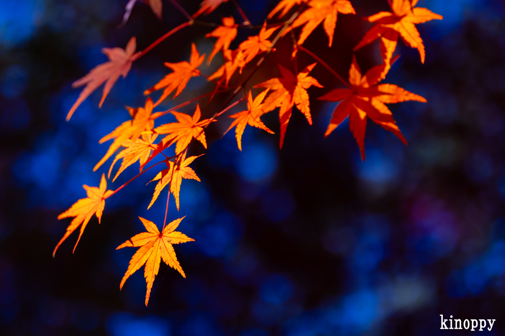 神戸市立森林植物園 紅葉 7