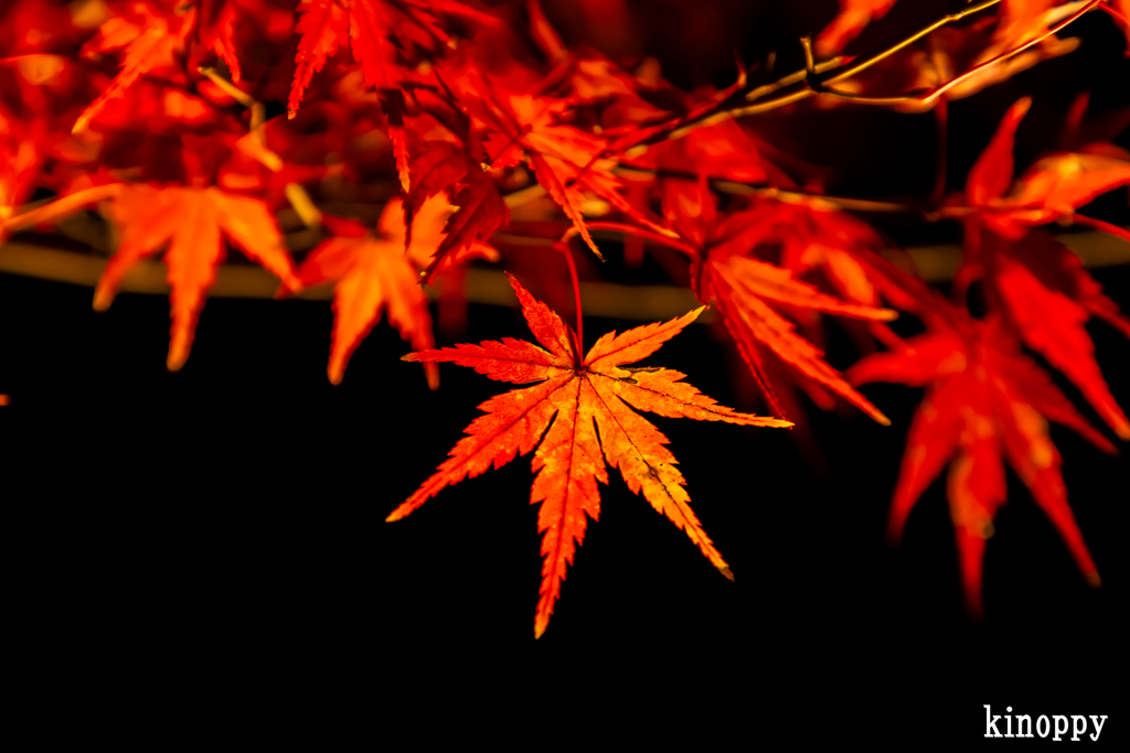 清水寺 紅葉 8