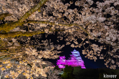 姫路城 夜桜会 2