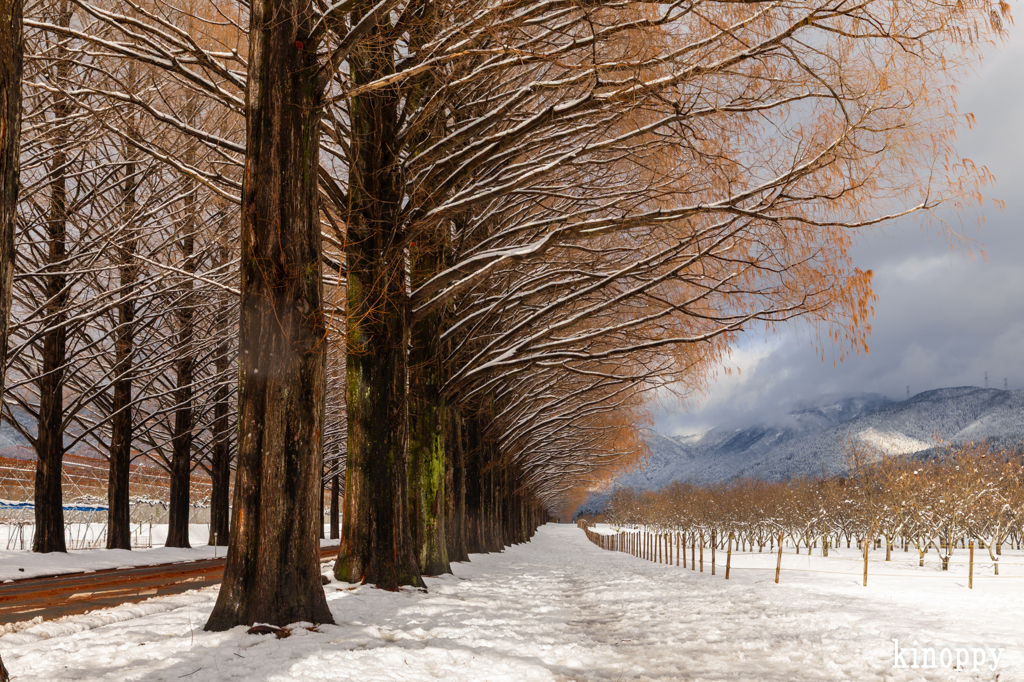 メタセコイヤ並木 雪景色 5