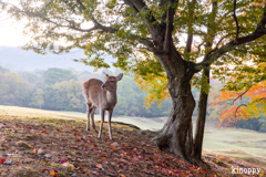 奈良公園 5