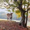 奈良公園 5