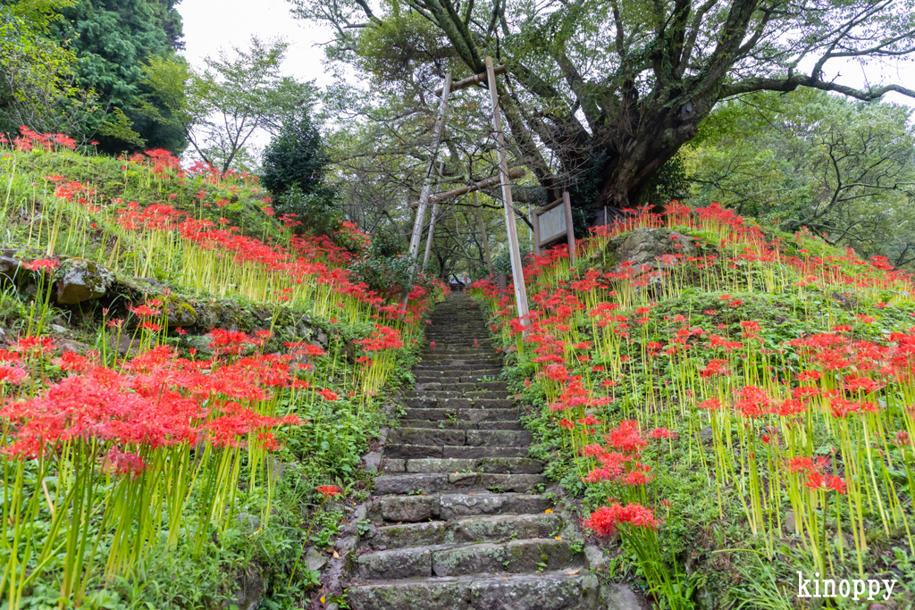 佛隆寺 彼岸花