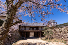彦根城 桜 7