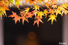 高源寺 紅葉 14