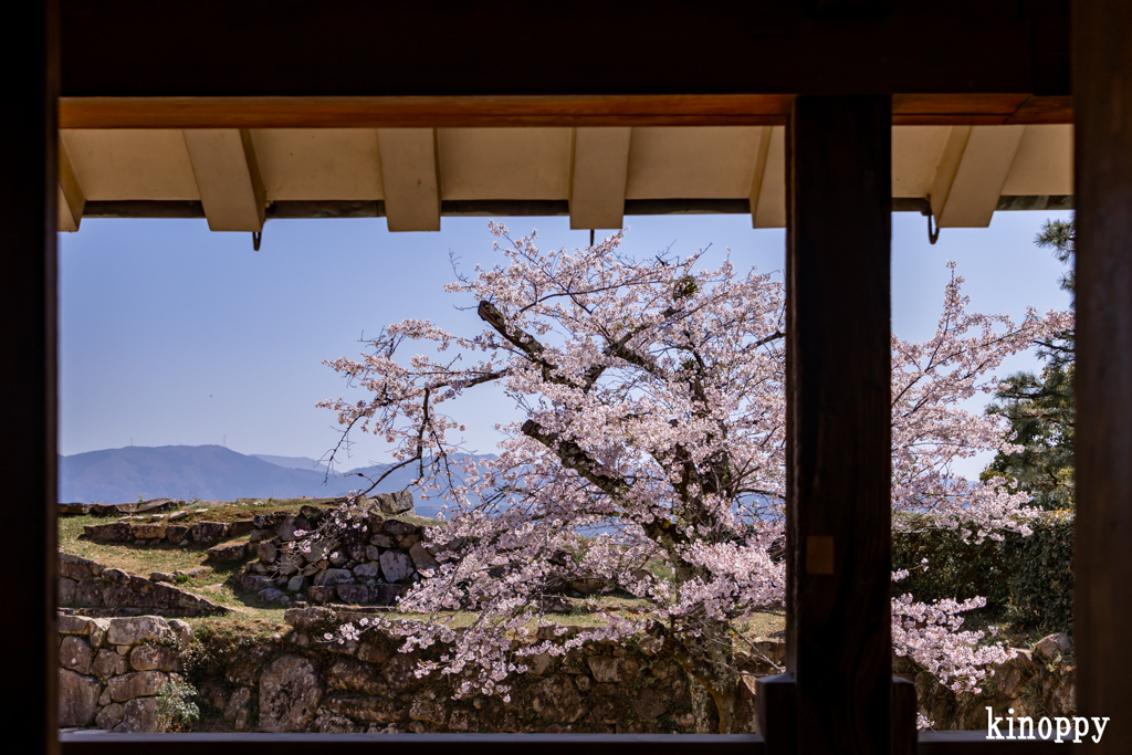 彦根城 桜 8