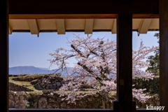 彦根城 桜 8