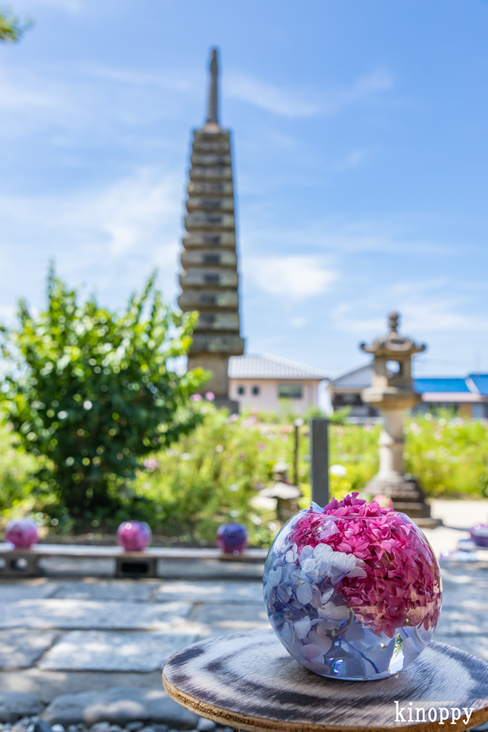 般若寺 アジサイ 4