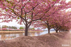 児島湖 河津桜