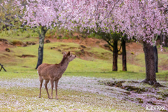 奈良公園 桜