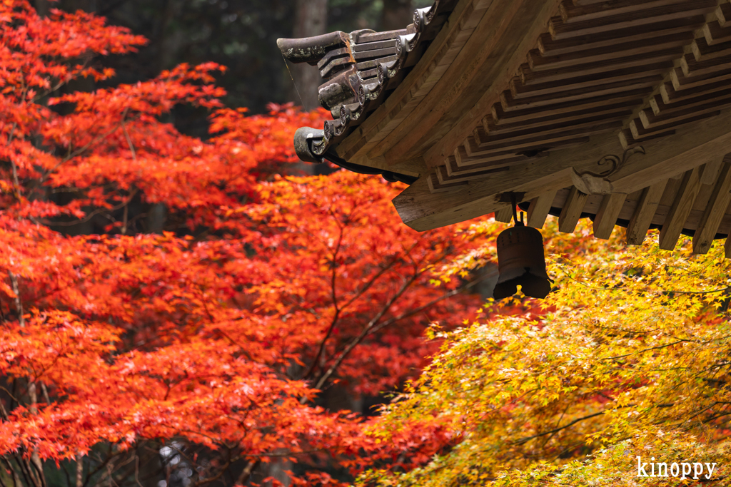 高源寺 紅葉 3