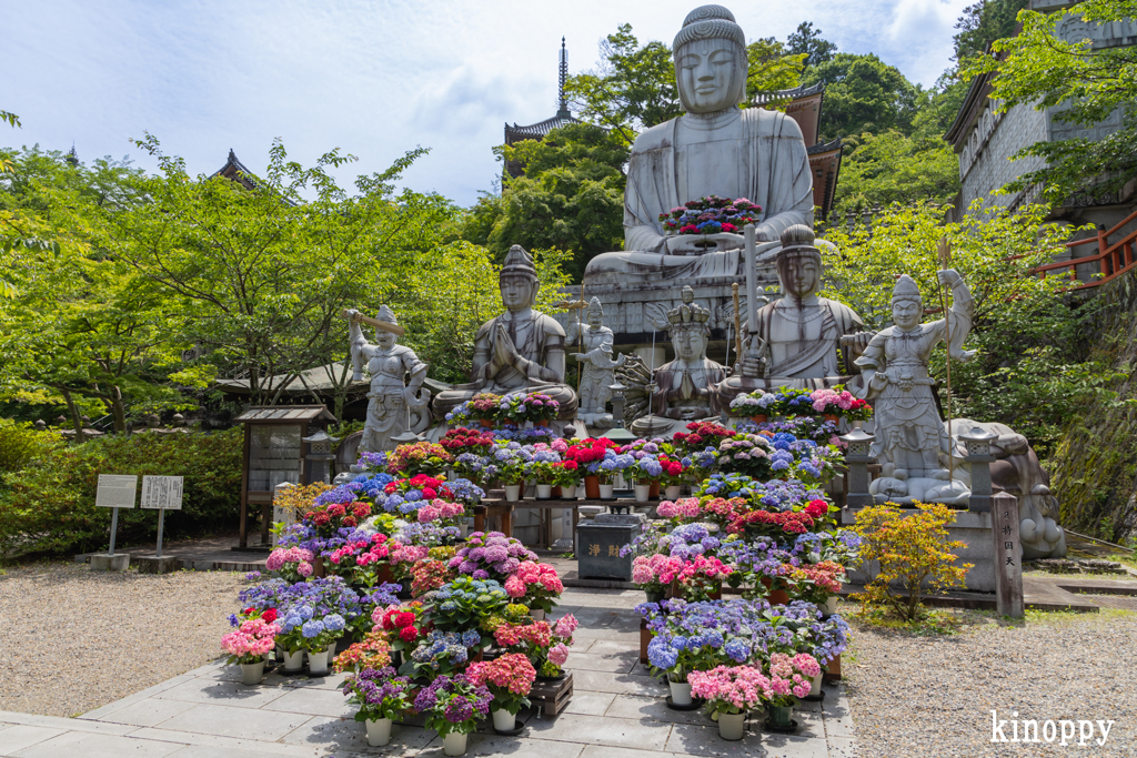 壷阪寺 あぢさゐ回廊 3