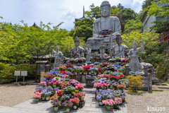 壷阪寺 あぢさゐ回廊 3