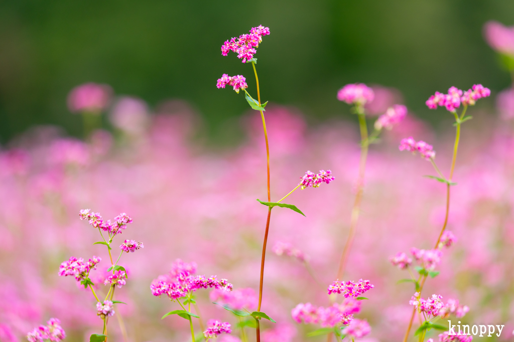 姫路 赤蕎麦畑 3