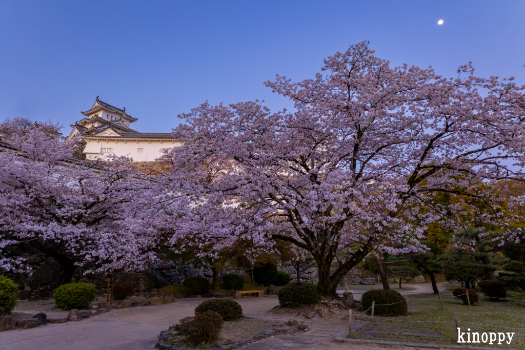 姫路城 桜 7