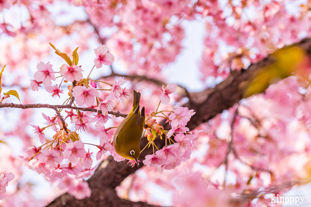 児島湖 河津桜 メジロ 2