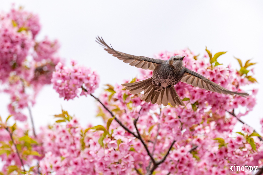 児島湖 河津桜 ヒヨドリ 3