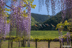 白井大町藤公園 3