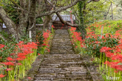 佛隆寺 彼岸花 3