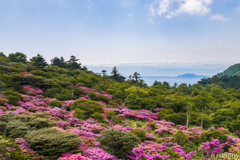 雲仙仁田峠 ミヤマキリシマ 6