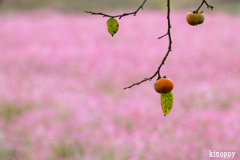 姫路 赤蕎麦畑 4 姫路 赤蕎麦畑 4