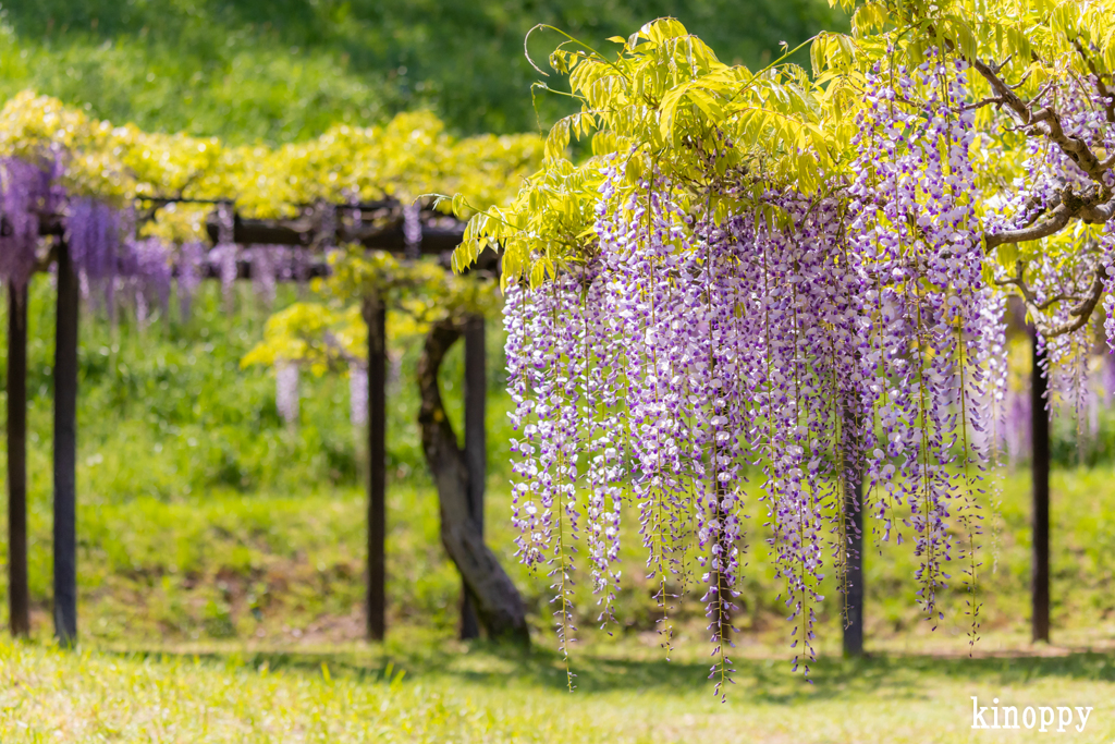 白井大町藤公園 4